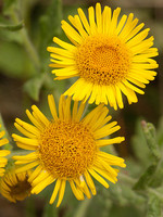 Pulicaria dysenterica