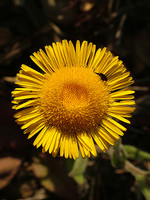 Pulicaria odora