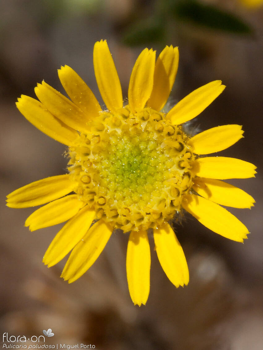 Pulicaria paludosa