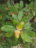 Quercus faginea