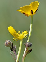 Ranunculus repens