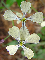 Raphanus raphanistrum