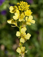 Rapistrum rugosum