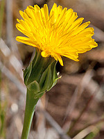 Reichardia intermedia