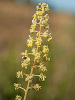 Reseda lutea