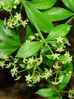 Rubia peregrina