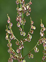 Rumex acetosa