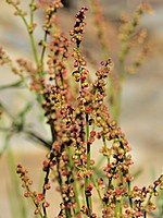 Rumex acetosella
