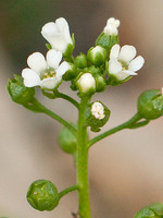 Samolus valerandi