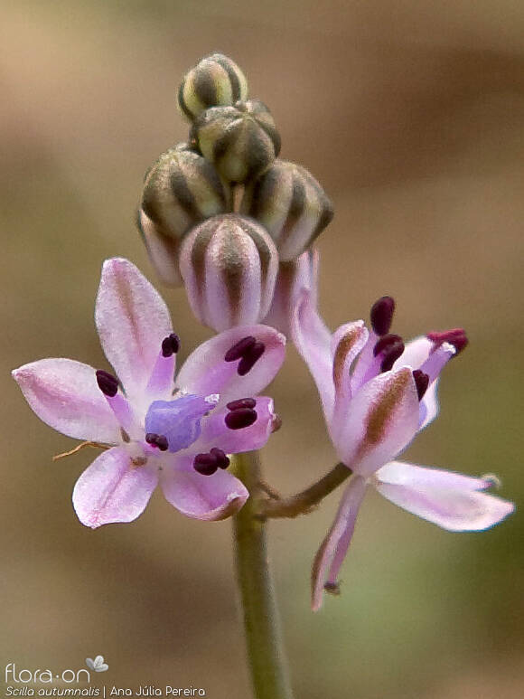 Scilla autumnalis