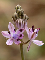 Scilla autumnalis