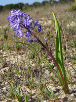 Scilla monophyllos