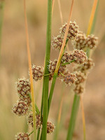 Scirpoides holoschoenus