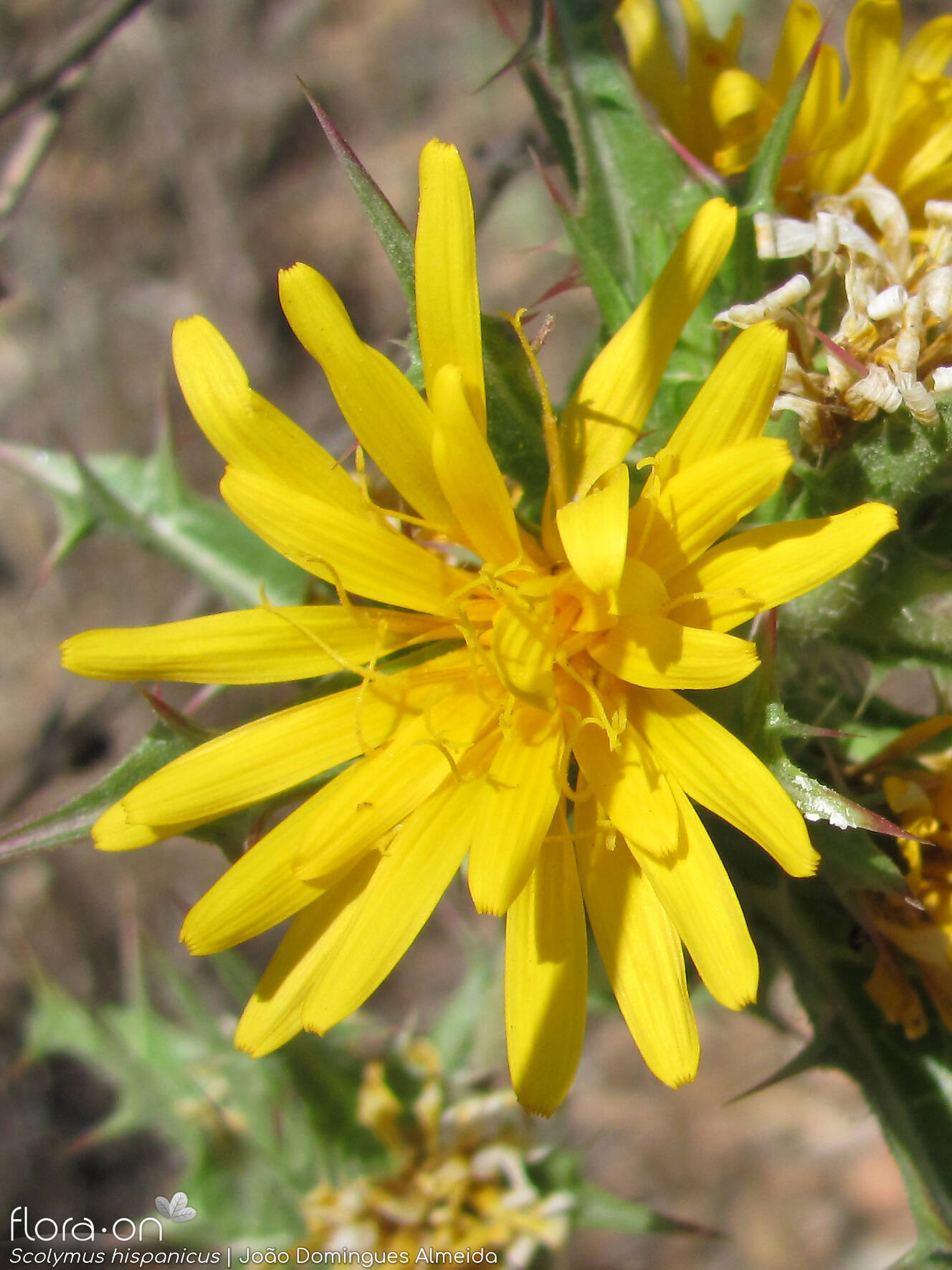Scolymus hispanicus