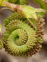 Scorpiurus muricatus