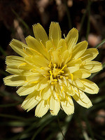 Scorzonera angustifolia