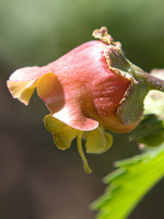 Scrophularia sambucifolia