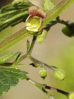 Scrophularia scorodonia
