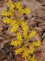 Sedum forsterianum