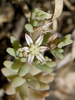 Sedum rubens