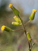Senecio lividus