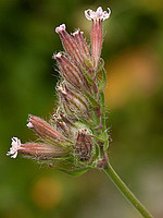 Silene disticha