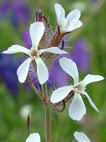 Silene gallica