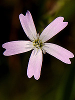 Silene laeta