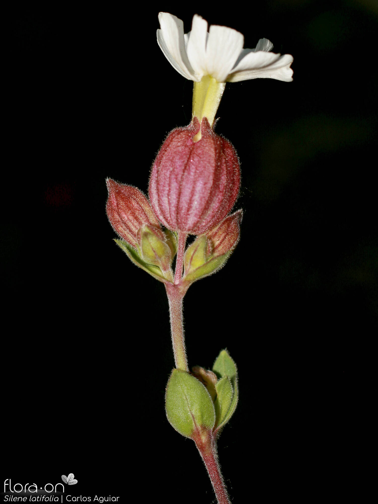 Silene latifolia