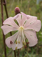 Silene longicilia