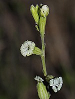 Silene nocturna