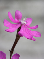 Silene scabriflora