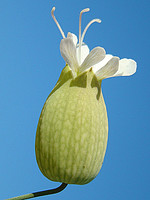 Silene vulgaris