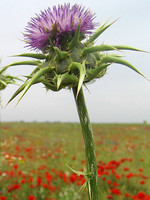 Silybum marianum