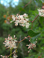 Smilax aspera