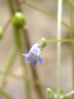 Solenopsis laurentia