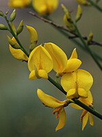 Spartium junceum