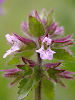 Stachys arvensis