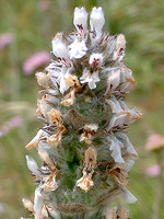 Stachys germanica