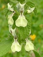 Stachys ocymastrum