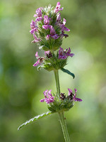 Stachys officinalis