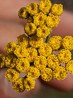 Tanacetum annuum