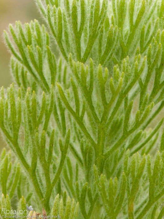 Tanacetum annuum - Folha | Miguel Porto; CC BY-NC 4.0