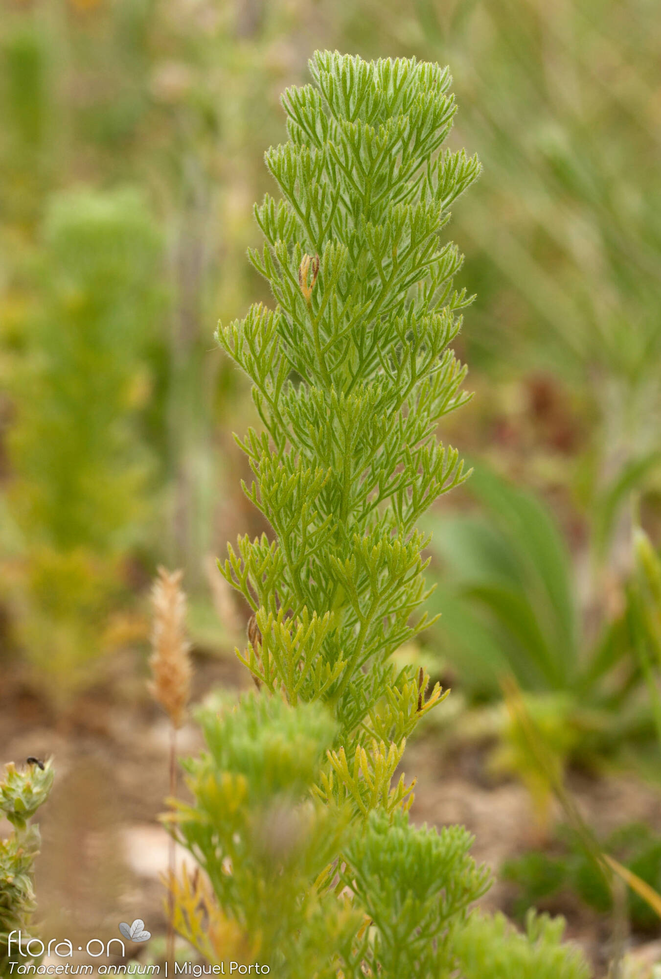 Tanacetum annuum - Folha (geral) | Miguel Porto; CC BY-NC 4.0