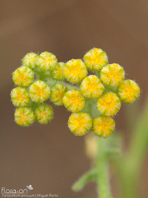 Tanacetum annuum - Capítulo | Miguel Porto; CC BY-NC 4.0