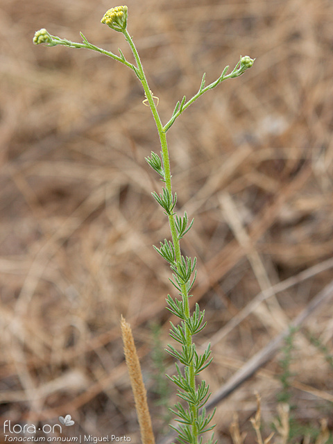 Tanacetum annuum - Hábito | Miguel Porto; CC BY-NC 4.0