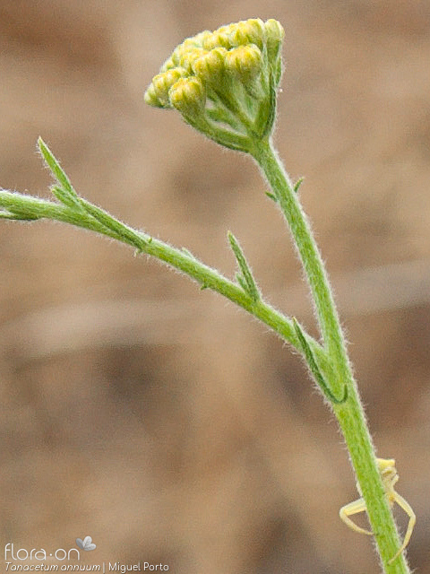 Tanacetum annuum - Flor (geral) | Miguel Porto; CC BY-NC 4.0
