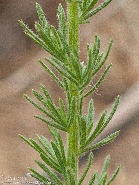 Tanacetum annuum - Folha | Miguel Porto; CC BY-NC 4.0