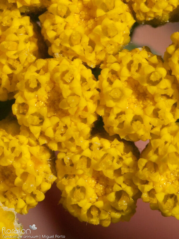 Tanacetum annuum - Capítulo | Miguel Porto; CC BY-NC 4.0