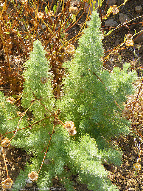 Tanacetum annuum - Hábito | Adelaide Clemente; CC BY-NC 4.0